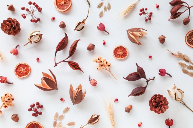 ネットで検索する猫